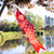 60-inch Red Koi Windsock