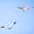 70-inch Blue Seabird Kite