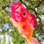48" Iridescent Hot Damsel Fish Windsock
