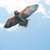 70" Golden Eagle Kite
