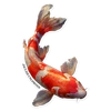 JACUZZI KOI STICKER SINGLE ORANGE