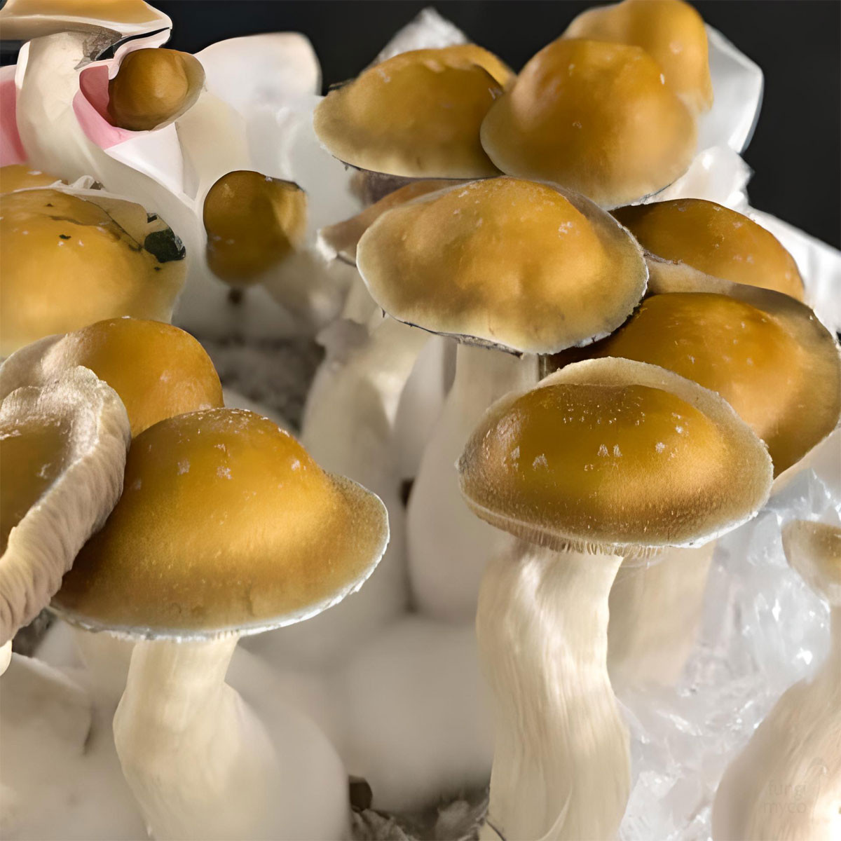 Mak95 Spores - Fungi Myco