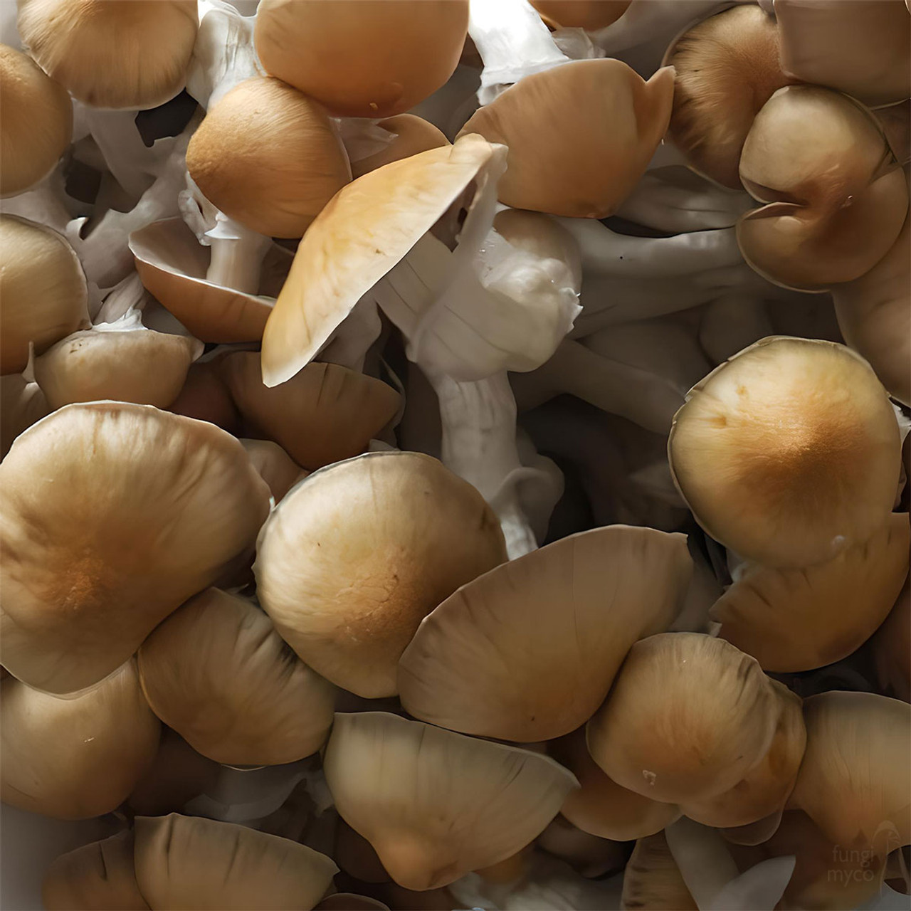 レアdwarf nook#03 × little crown mix spore Amazon.com: Basidius, The Spore King | Sovereign Myconid