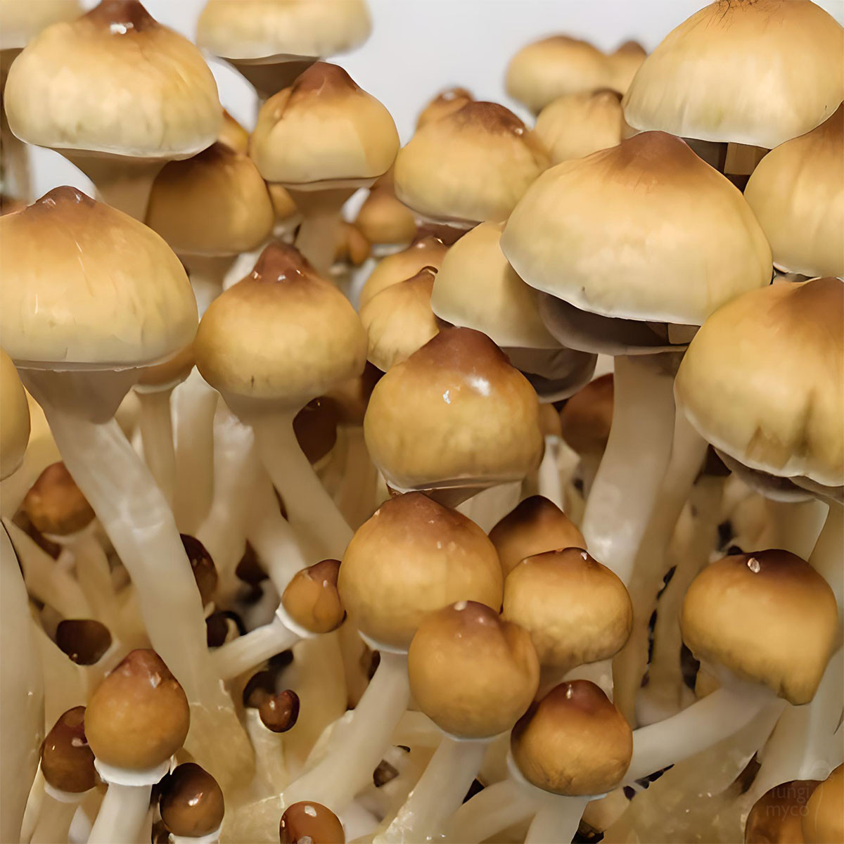 South African Transkei Spores - Fungi Myco