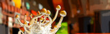 Golden Teacher Spores: Identification Under the Microscope