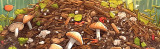 How to Reuse Mushroom Substrate