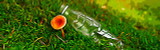 Mycelium vs Plastic: How Fungi Could Help Solve the Plastic Problem