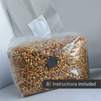Rye Grain at Fungi Myco