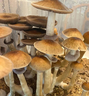 Golden Mammoth Magic Mushroom Spores UK