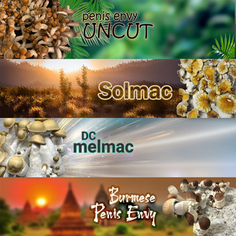 Penis Envy combo spores at Fungi Myco