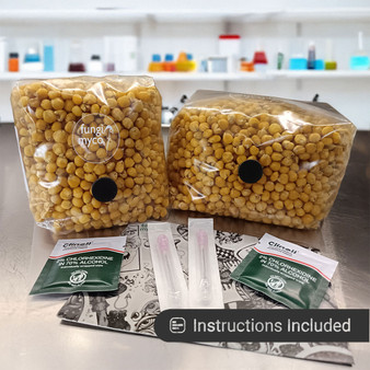 Popcorn Grain Spawn in Bags at Fungi Myco