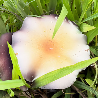 Wild Aussie Cubensis spores at Fungi Myco