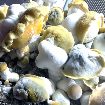 Dick Dawg spores at Fungi Myco