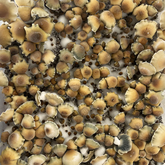 Dawg Phish spores at Fungi Myco