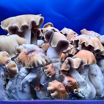 Smokey Da Ghost spores at Fungi Myco