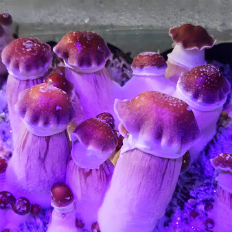 Hillbilly Pumpkin spores at Fungi Myco