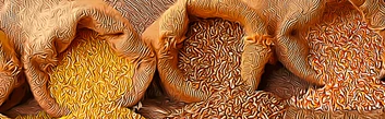 Rye vs Millet vs Popcorn: Best Grain for Mushroom Growing