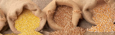 Rye Grain vs Millet vs Popcorn: Drain the Grain Jane