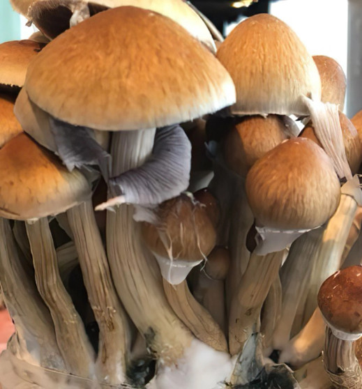 Golden Teacher Magic Mushroom Spores UK