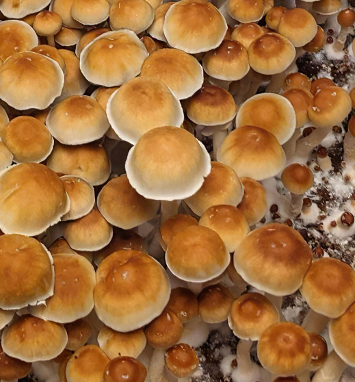 Mexican Dutch King Psilocybe Cubensis Mushroom Spores UK