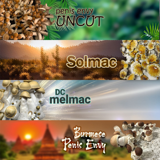 Penis Envy combo spores at Fungi Myco