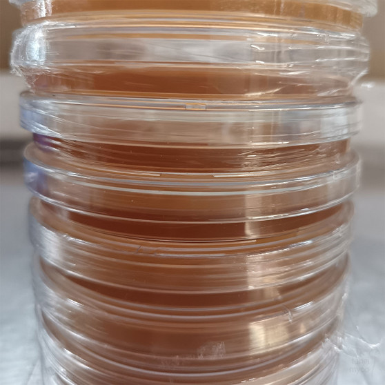 Agar plates to buy
