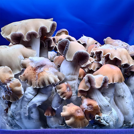 Smokey Da Ghost spores at Fungi Myco
