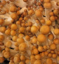 Hillbilly Psilocybe Cubensis Magic Mushroom Spores UK