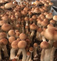 PE6 Psilocybe Cubensis Magic Mushroom Spores UK