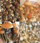 B Positive - Golden Teacher - Leucistic Golden Teacher - Jedi Mind F*ck Magic Mushroom Spores