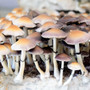 Psilocybe Natalensis spores at Fungi Myco