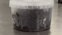 Mycelium colonising Hypha PF Tek Kit