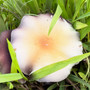 Wild Aussie Cubensis spores at Fungi Myco