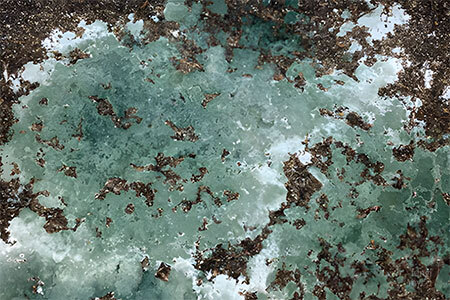 Trichoderma - mushroom contaminant