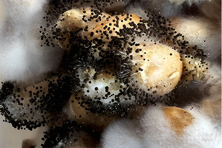 Mucor - mushroom contaminant