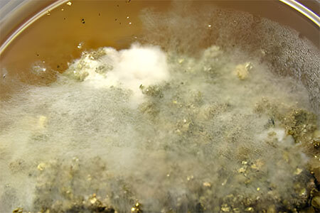 Dactylium - mushroom contaminant