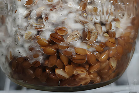 Bacillus - mushroom contaminant