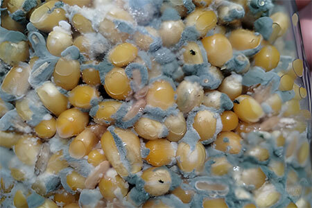 Aspergillus - mushroom contaminant