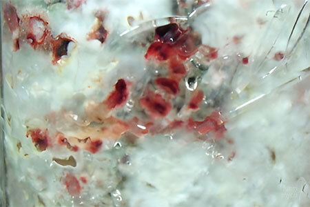 Neurospora - mushroom contaminant