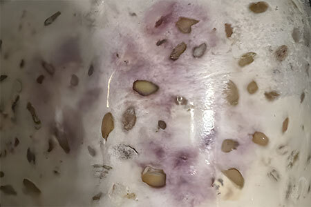 Fusarium - mushroom contaminant