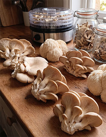 A variety of mushrooms with a dehyrator and storage jars on a kitchen counter