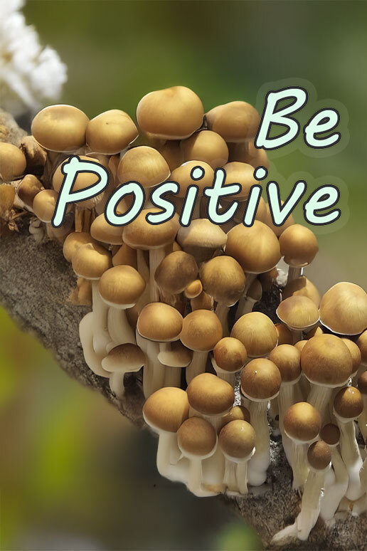 See Be Positive (B+) Spores