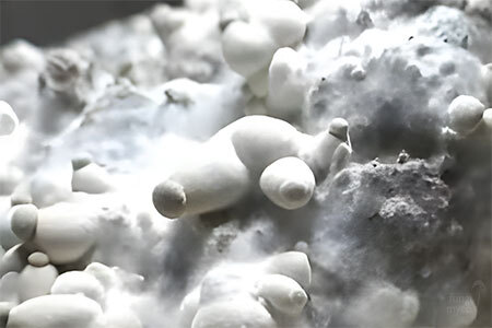 Sterile syringe injecting mushroom spores through an injection port on a grain-filled bag