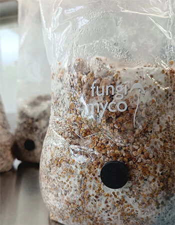 Mycelium colonising a bag of rye grain