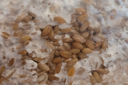 Understanding contamination