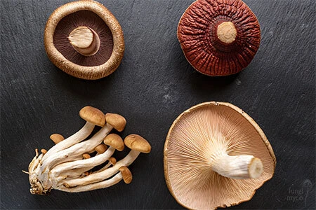 Four cultivated mushroom species golden oyster, shiitake, chestnut, and reishi arranged on a dark slate surface representing different grower goals