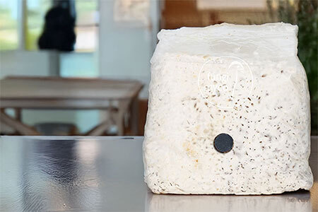 Grain bag fully colonised with white fluffy oyster mushroom mycelium covering all grain substrate during the colonisation stage