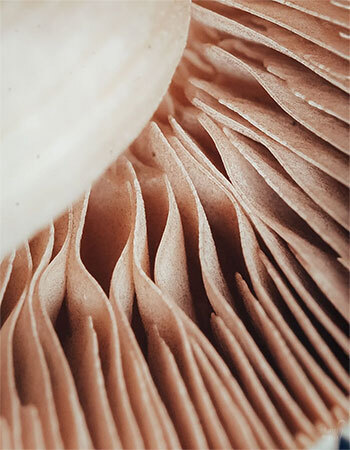 Close-up of a mushroom gill structure showing spore formation cells