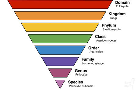 Reference chart distinguishing taxonomic classification of psilocybe cubensis