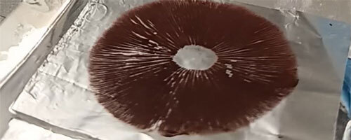 Get your Spores from a Responsible Source